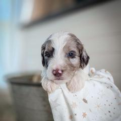 Denver - Parti male Double Doodle puppy in Cleveland, Tennessee from Edgewater Doodles & Designer Pups