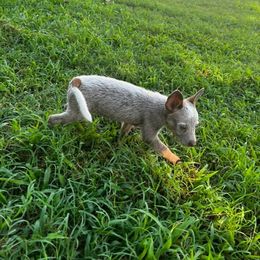 Australian Cattle Dog Puppies from Twisted C Heelers