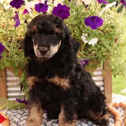 Desoto - Phantom male Poodle puppy in Utica, Ohio from Crystal Rose Canines
