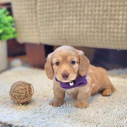 AKC Meet Gidget :) - Cream female Dachshund puppy in Centerville, Iowa from Barnyard Dachshunds, Dals & Doodles