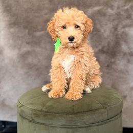 Patrick - Apricot male Goldendoodle puppy in Sacramento, California from GoldenDoodle Love