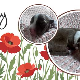 Poppy - Liver and white female American Corgi puppy in Westminster, Maryland from Serendipity Corgi's