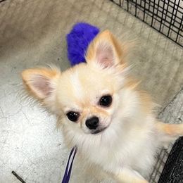 Jovi - Chihuahua