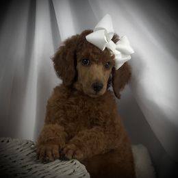 Poodle Puppies from Prissy Pants Poodles LLC