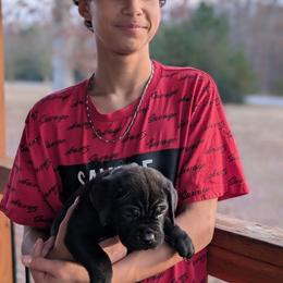 Cane Corso Puppies from Regal guardian cane corso