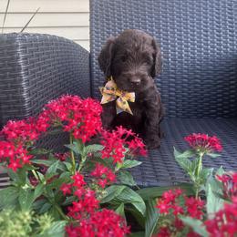 Yellow Boy - Chocolate male Australian Labradoodle puppy in Morristown, New Jersey from English Manor Labradoodles