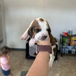 Boy 3 - Black brown and white male Basset Hound puppy in Las Animas, Colorado from J&D Dachsies