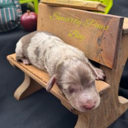Smarty Paws - Dapple male Dachshund puppy in Montevallo, Alabama from Mallard's Miniature Dachshunds