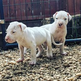 Dogo Argentino Puppies from De la Fuerza de Dios