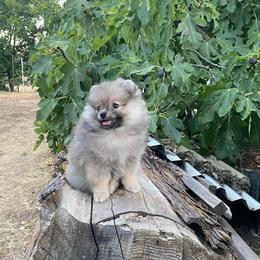 Wolfie - Wolf sable male Pomeranian puppy in Citrus Heights, California from Yev and Marina's Pomeranians (AKC)