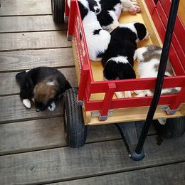 Border Collie Puppies from Zahara Border Collies