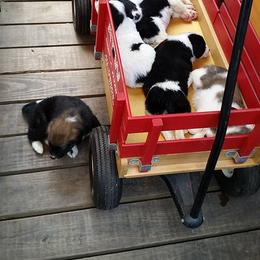 Border Collie Puppies from Zahara Border Collies