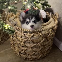Pomsky Puppies from Pomsky Pack & Co