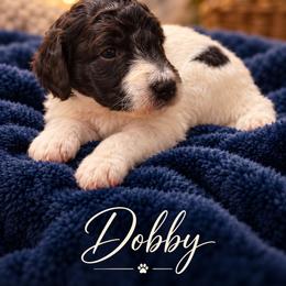 Dobby - Sable male Poodle puppy in Washington, Pennsylvania from Patriotic Poodles