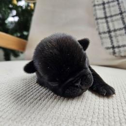 Black male 3 - Black male Pug puppy in Jacksonville, North Carolina from Coliseum de Cassiope