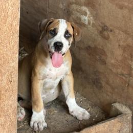 Bray Light Pink Collar - Irish marked female Boerboel puppy in Florida from CLAD Guard Boerboels