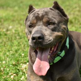 Royal - Cane Corso
