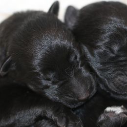 German Shepherd Puppies from Aydt's Shepherds and Training LLC