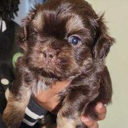 Carlton - Chocolate male Shih Tzu puppy in Augusta, Georgia from Floofah la Woofah