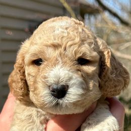 Cockapoos from T & R Cockapoos