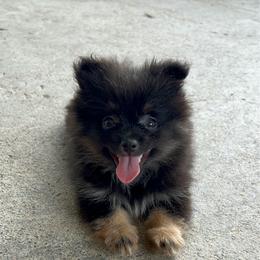 Dorito - Black and tan male Pomeranian puppy in Clinton, Tennessee from Liza’s Aussies & Poms