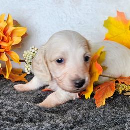 Boujee - Cream female Dachshund puppy in Lakeland, Florida from Buckwild Doxies