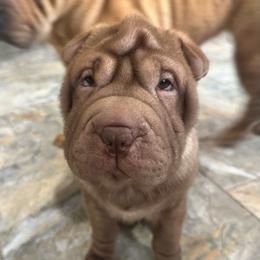 Coco - Chocolate dilute female Chinese Shar-Pei puppy in China, Michigan from Blackwitch Farms