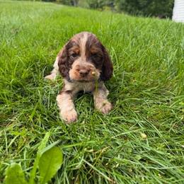 Tweed - Liver white and roan male English Springer Spaniel puppy in Derby, Vermont from Ledge N' Tree English Springer Spaniels