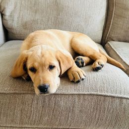 Yellow Girl - Yellow female Labrador Retriever puppy in Rock Hill, South Carolina from North Star Retrievers