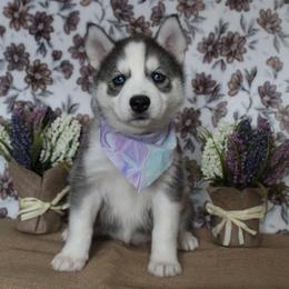 Purple - Black and white female Siberian Husky puppy in York, Pennsylvania from Spalla Pups