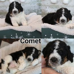 Bernedoodle and Goldendoodle Puppies from Dolly's Doodles