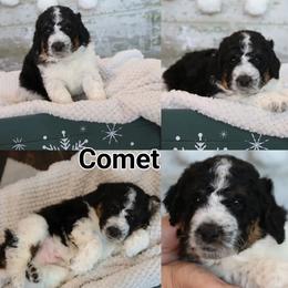 Bernedoodle and Goldendoodle Puppies from Dolly's Doodles