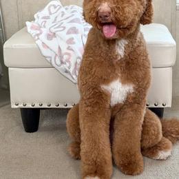 Lilly Mae - Red  female Goldendoodle puppy in Warsaw, Ohio from Lovabledoodles