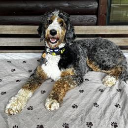 Izzy - Bernedoodle
