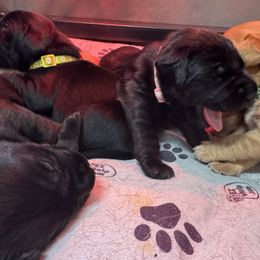 Dove-black female - Black female Labrador Retriever puppy in Gig Harbor, Washington from Mayfield Farm