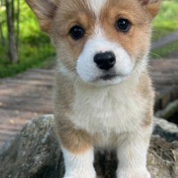 Max - Fawn male Pembroke Welsh Corgi puppy in Copperhill, Tennessee from Tuff Country Farm