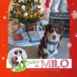 Australian Shepherd All Grown Up from Aussies of Sunset Ridge