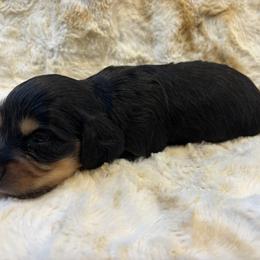 Dachshund puppies from Mountain Farm Dachshunds
