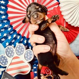 Rebel (purple girl) 2887.70 - Black and tan female Dachshund puppy in Loris, South Carolina from Dogwood Mountain Dachshunds