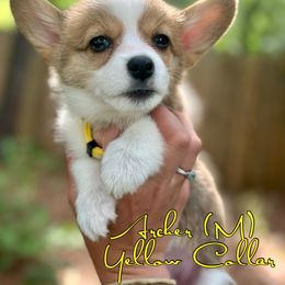 Boy 2 - Pembroke Welsh Corgi puppy in White, Georgia from Royal Diamond Corgis