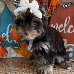 Olivia - Chocolate and tan female Yorkshire Terrier puppy in Parkersburg, West Virginia from Chocolate Diamonds in the RUFF