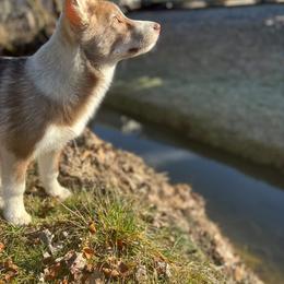 Native American Indian Dog Puppies from Corn Moon Kennels