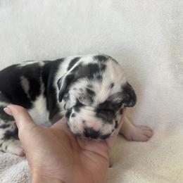 Gary - Harlequin male Great Dane puppy in Littleton, Colorado from Denver Danes