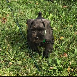 Miniature Schnauzer puppies from CKM Miniature Schnauzers