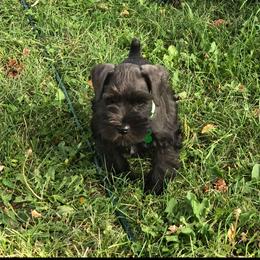 Miniature Schnauzer puppies from CKM Miniature Schnauzers