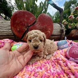 Cupcake - Cream female Maltipoo puppy in Coal City, Indiana from Angel Blue Dogs