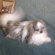 Cotons de Tulear, Mi-Kis, and West Highland White Terriers from My Little Puppy Paws