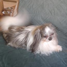 Cotons de Tulear, Mi-Kis, and West Highland White Terriers from My Little Puppy Paws