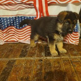Buddy - Black and red German Shepherd puppy in Kaufman, Texas from Semper Fi K-9