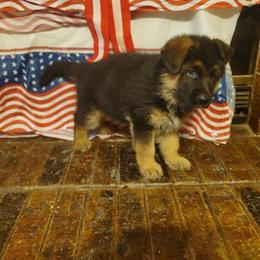 Buddy - Black and red German Shepherd puppy in Kaufman, Texas from Semper Fi K-9